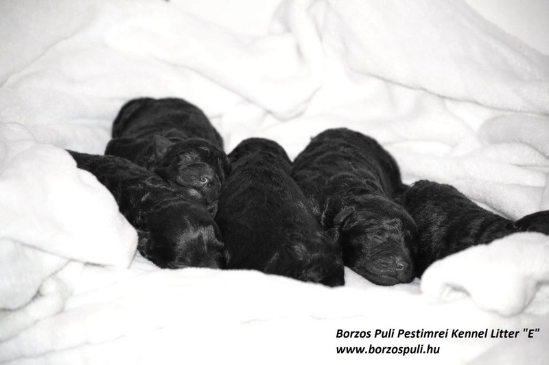 borzos puli kennel