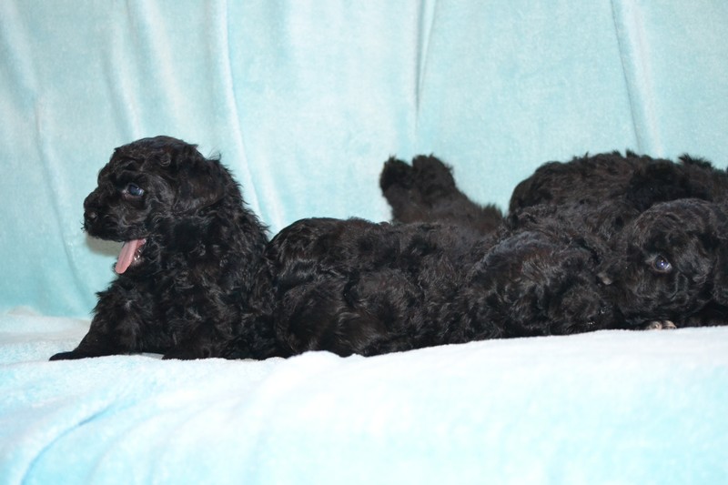 borzos puli kennel