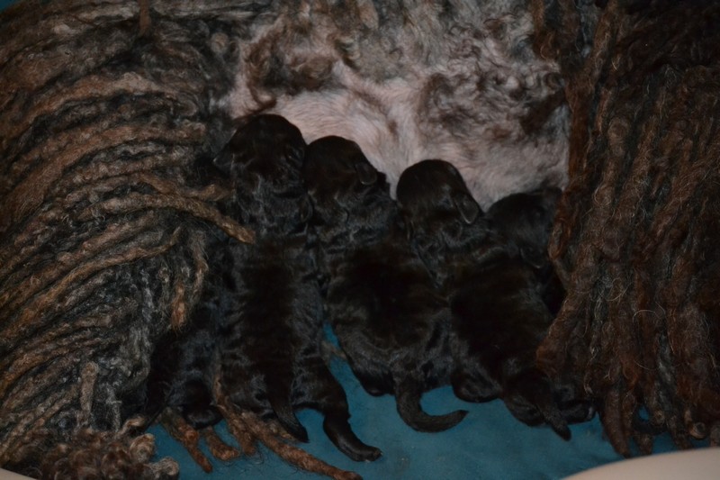 borzos puli kennel
