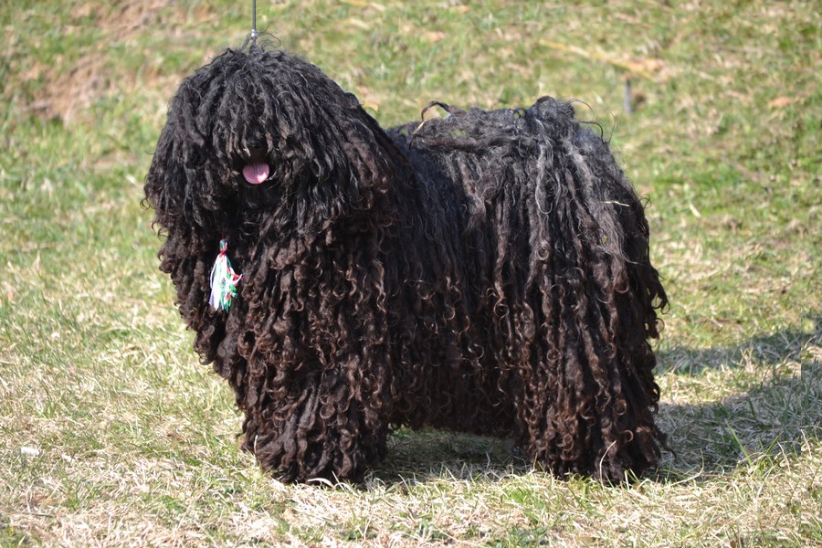 borzos puli pestimrei kennel