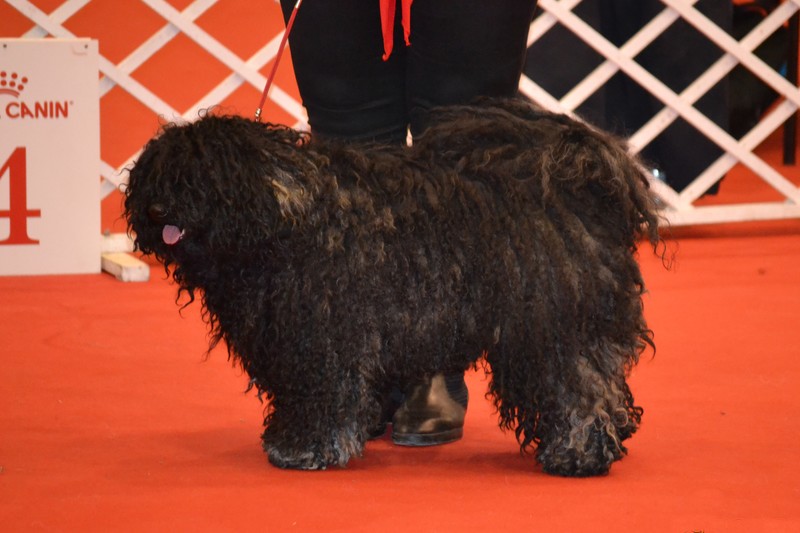 borzos puli pestimrei kennel
