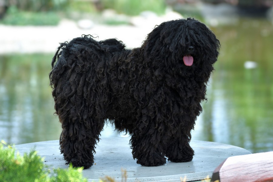 borzos puli pestimrei kennel