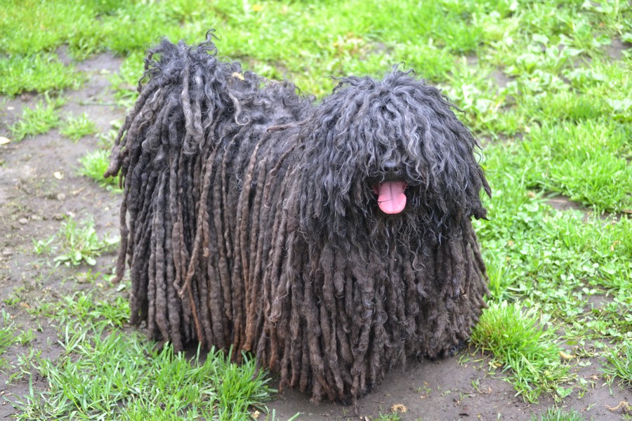 borzos puli pestimrei kennel