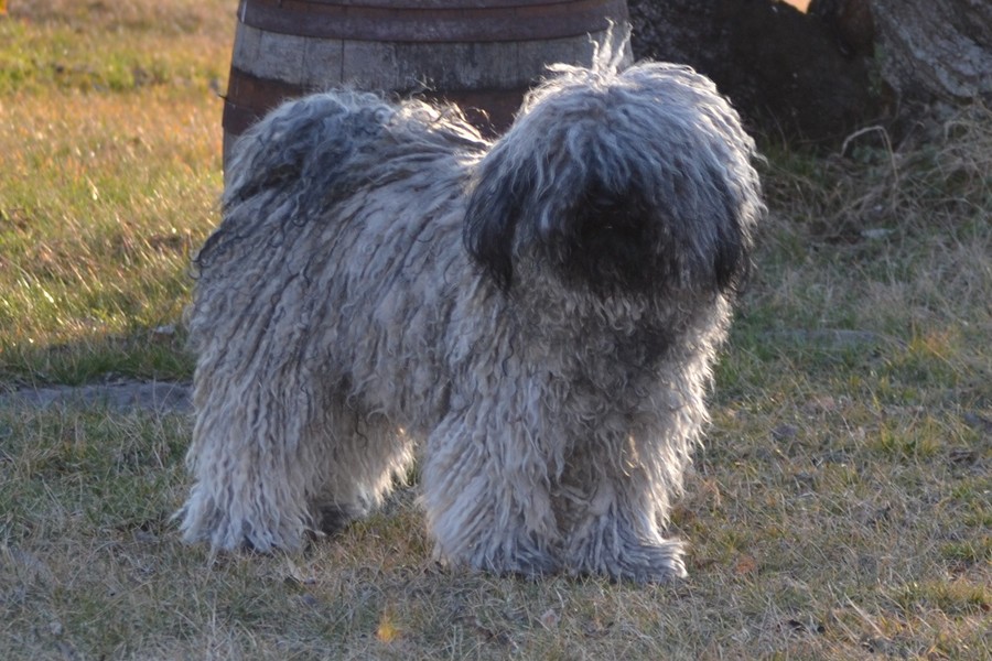 borzos puli pestimrei kennel