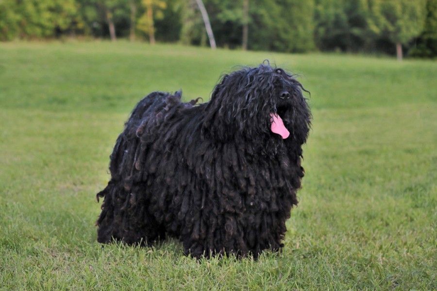 borzos puli pestimrei kennel